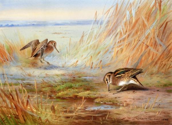 Common Snipe On Marshland by Archibald Thorburn Oil Painting Reproductions