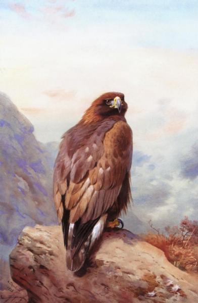 Archibald Thorburn Golden Eagle