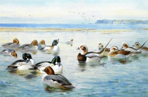 Goldeneyes And Longtails by Archibald Thorburn