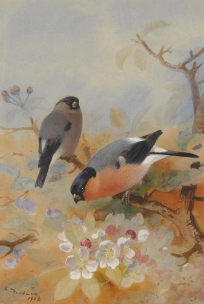 Goldfinches(bullfinches) by Archibald Thorburn