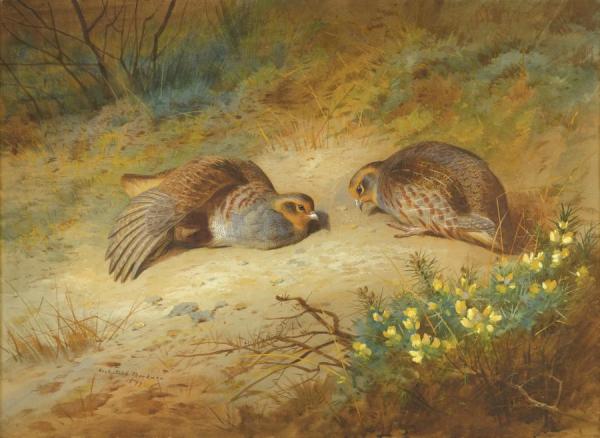 Grey Partridge by Archibald Thorburn