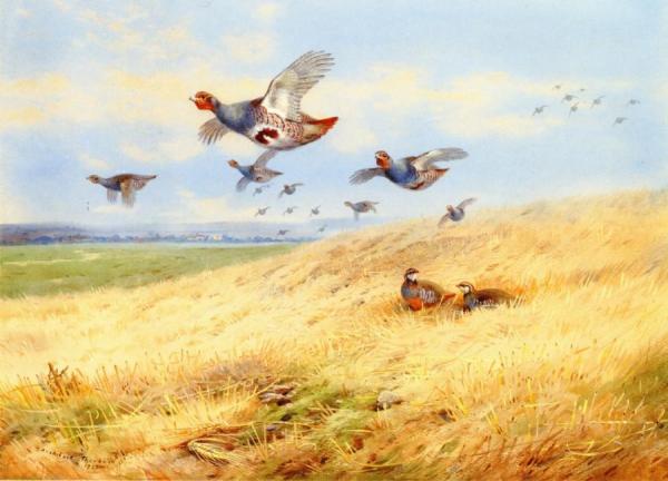 Grey Partridges In Flight by Archibald Thorburn