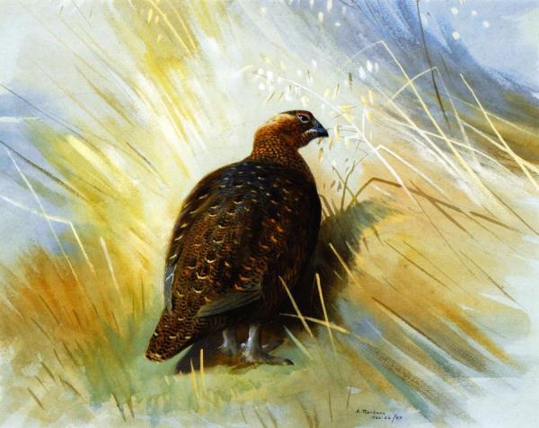 Grouse by Archibald Thorburn