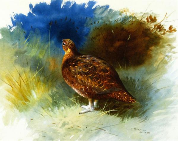 Grouse by Archibald Thorburn Oil Painting Reproductions