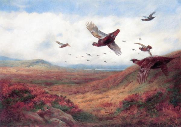 Grouse In Flight by Archibald Thorburn