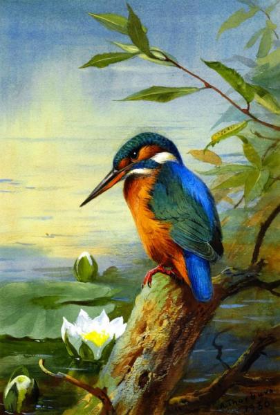 Archibald Thorburn Kingfisher