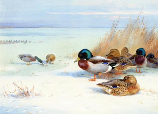 Archibald Thorburn Mallards On A Frozen Lake