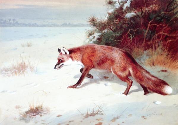 On The Prowl by Archibald Thorburn