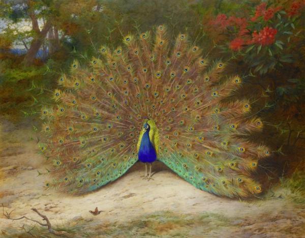 Peacock And Peacock Butterfly by Archibald Thorburn