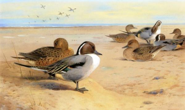 Pintail Ducks by Archibald Thorburn