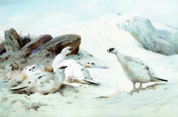 Ptarmigan In The Snow by Archibald Thorburn Oil Painting Reproductions