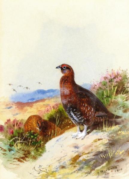Red Grouse by Archibald Thorburn
