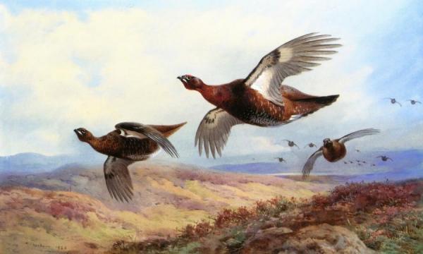 Red Grouse In Flight by Archibald Thorburn Oil Painting Reproductions
