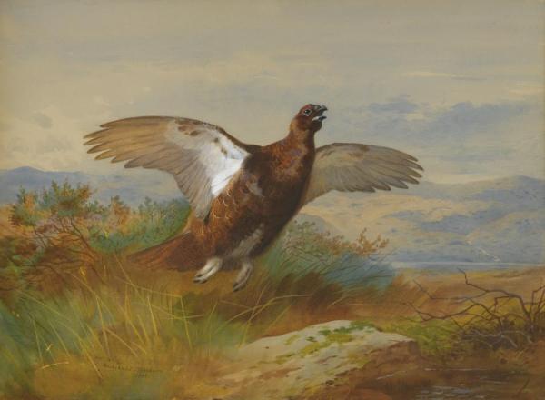 Red Grouse In Flight Ii by Archibald Thorburn