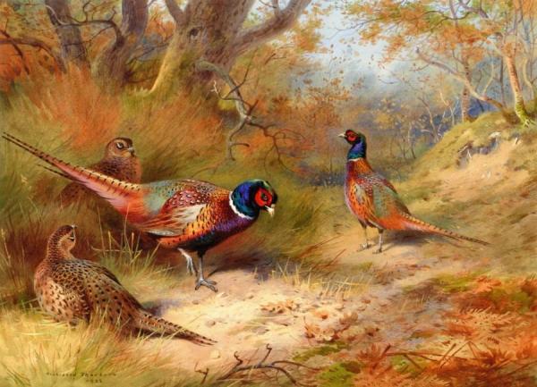 Archibald Thorburn Ring Neck Pheasants