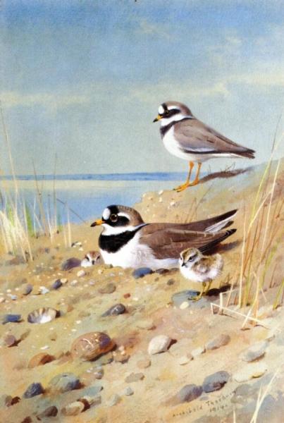 Ringed Plover And Their Young On The Shore by Archibald Thorburn