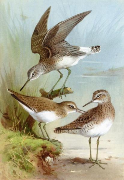 Sandpipers by Archibald Thorburn
