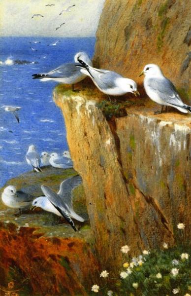 Archibald Thorburn Seagulls
