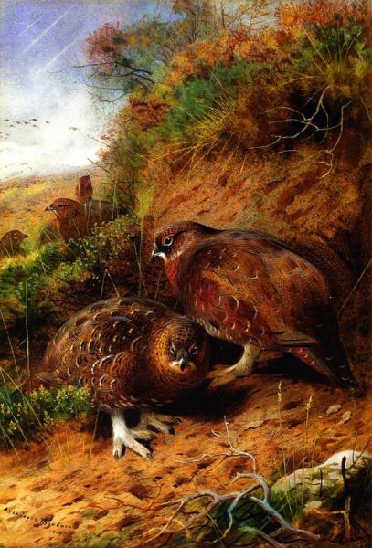 Archibald Thorburn The Approach Of Winter