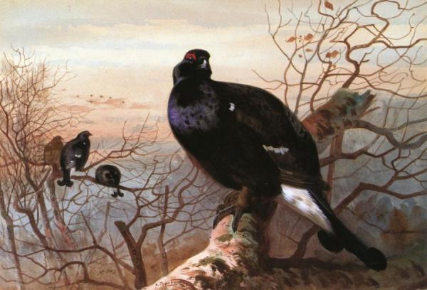 The Evening Roost, Black Game by Archibald Thorburn