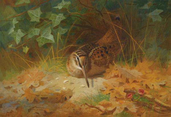 Woodcock by Archibald Thorburn