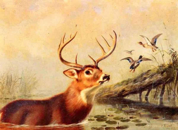 Buck In A Marsh by Arthur Fitzwilliam Tait