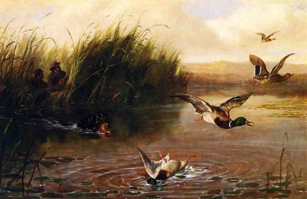 Duck Shooting by Arthur Fitzwilliam Tait