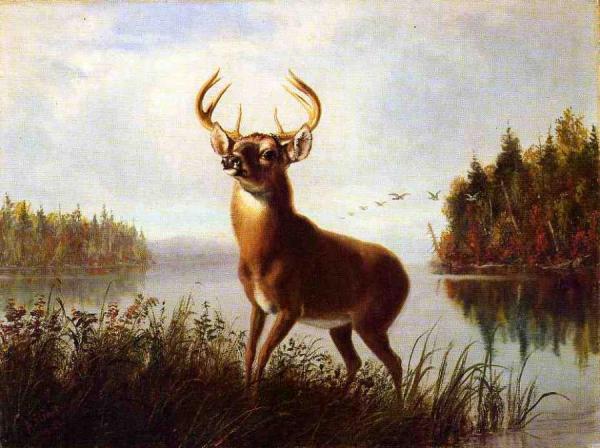 Eight Point Stag by Arthur Fitzwilliam Tait