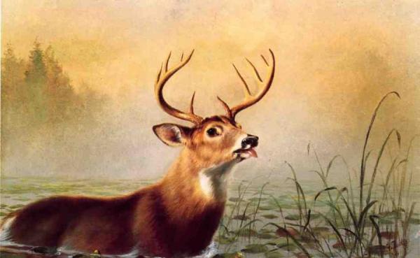 Misty Morning Stag by Arthur Fitzwilliam Tait