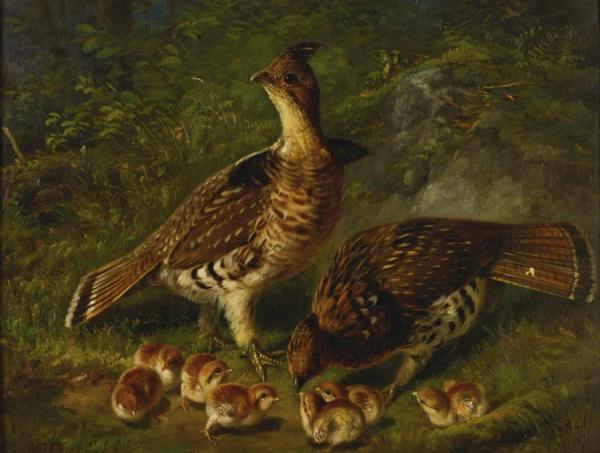Pair Ruffed Grouse And Young by Arthur Fitzwilliam Tait Oil Painting Reproductions