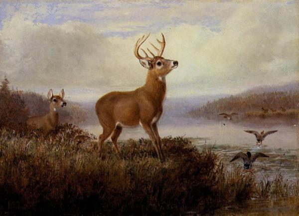 Startled by Arthur Fitzwilliam Tait