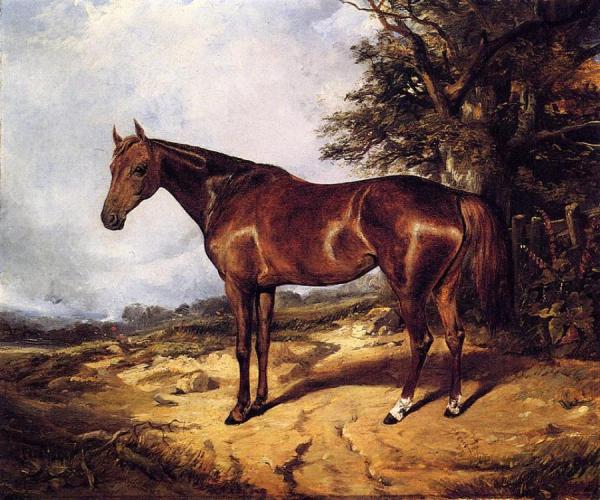 Thoroughbred by Arthur Fitzwilliam Tait