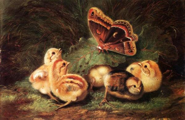 Young Chickens by Arthur Fitzwilliam Tait