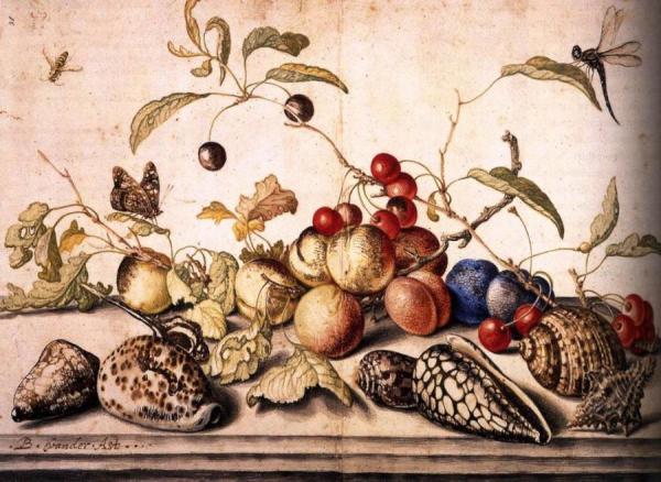 Still-life With Plums, Cherries, And Shells by Balthasar Van Der Ast