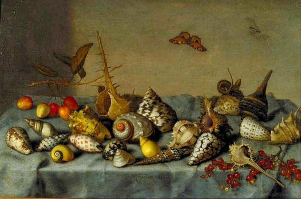 Still Life With Shells by Balthasar Van Der Ast