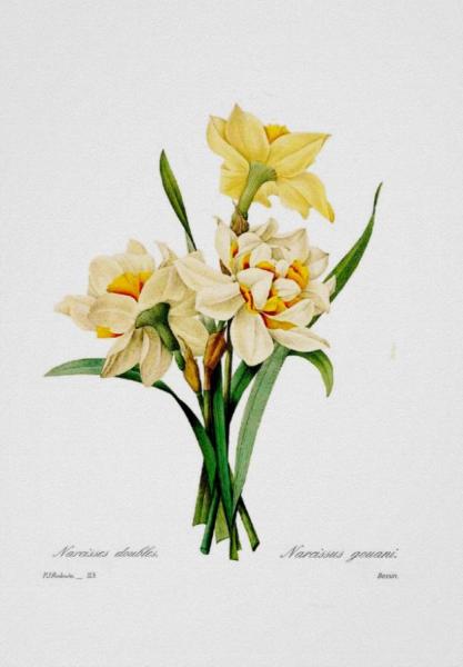 Narcissus Gouani by Botany Boy