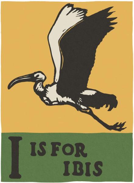 Charles Buckles Falls Alphabet   I Is For Ibis