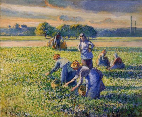 Picking Peas by Camille Pissarro