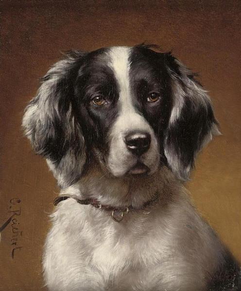 Study Of A Spaniel by Carl Reichert
