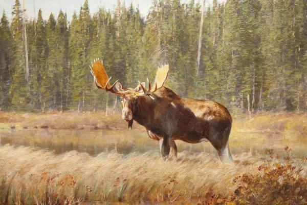 Bull Moose by Carl Rungius