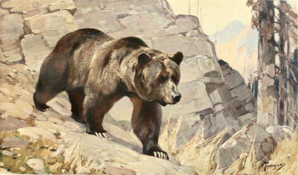 Bear, 1911 by Carl Rungius