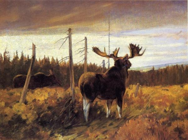 Carl Rungius Bull Moose And Cow