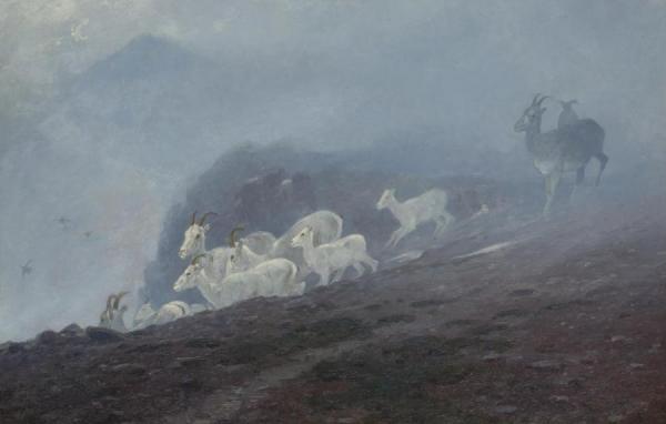 Ewes by Carl Rungius