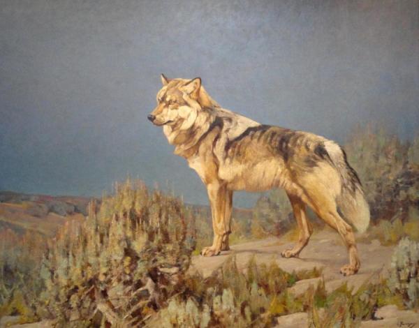 Grey Wolf Standing On A  Bluff by Carl Rungius