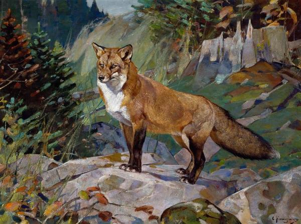 Carl Rungius Red Fox