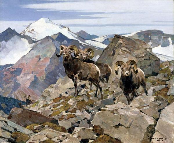Rocky Mountain Sheep by Carl Rungius