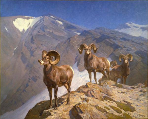 The Mountaineers - Big Horn Sheep On Wilcox Pass, 1912 by Carl Rungius