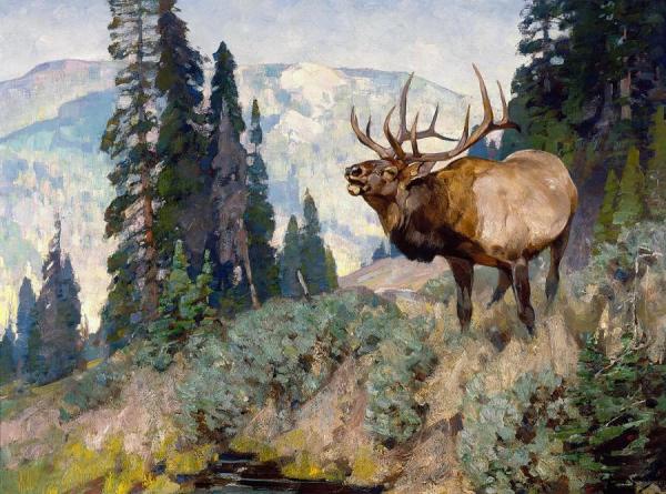 Carl Rungius Wind River Bugler