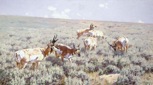 Wyoming Sage by Carl Rungius Oil Painting Reproductions