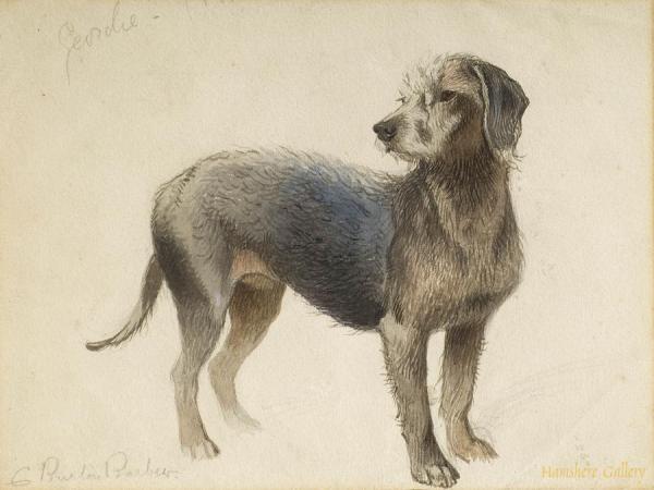 Bedlington Terrier by Charles Burton Barber